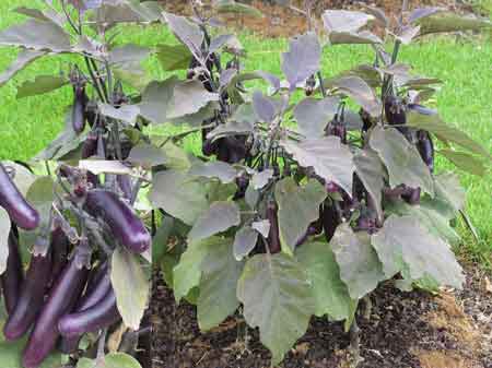 melongena aubergine africaine solanum